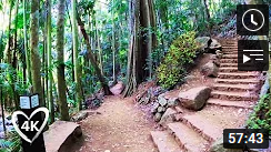 Trees dirt path steps to right