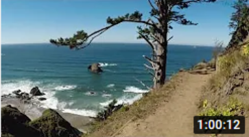 ocean cliff pine tree