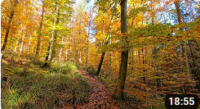 golden autumn trees dirt path